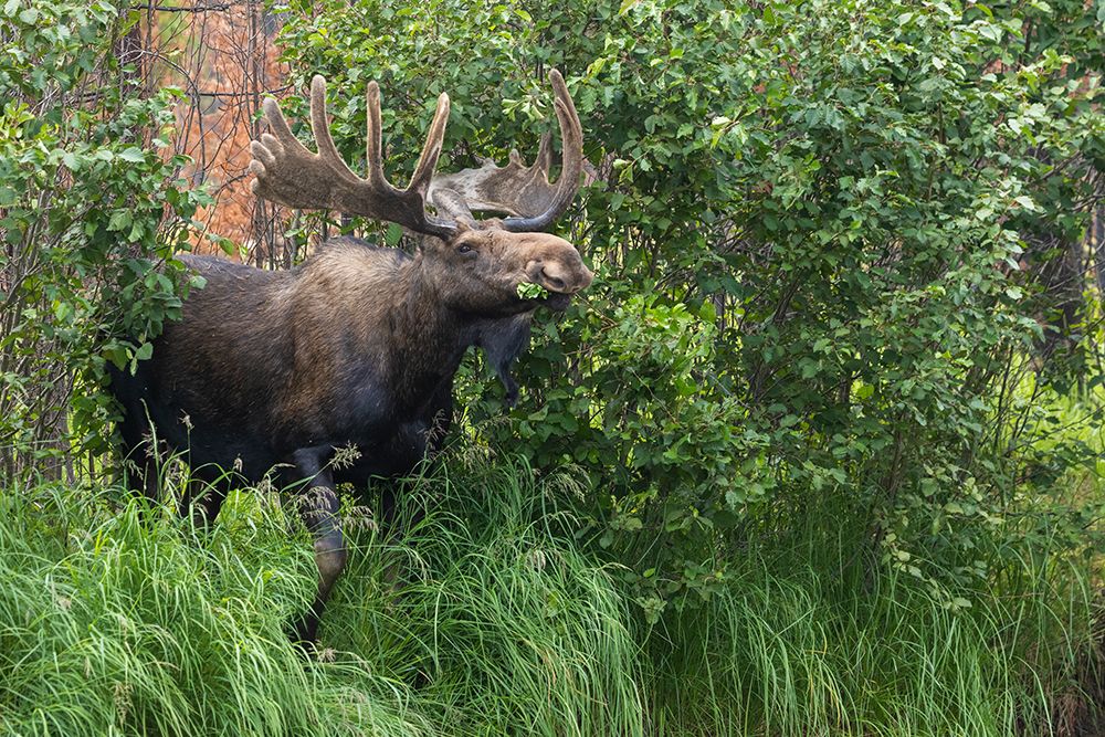 Bull moose-velvet antlers